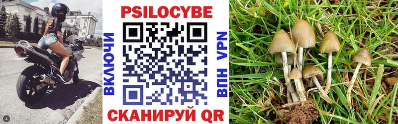 Купить закладки  Сенгилей  Галлюциногенные грибы Psilocybine cubensis 